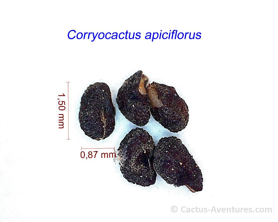 Corryocactus apiciflorus ex Erdisia corallina